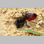 Sphecodes pellucidus - Blutbiene w004a 9mm - Halen Waldgebiet TUEP det.jpg